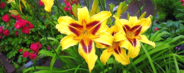 Faxblumen