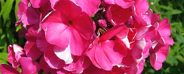 Faxblumen